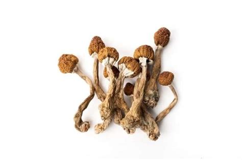 How To Dry Magic Mushrooms Magic Mushrooms 101