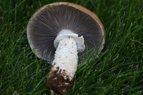 Stropharia Hornemannii The Ultimate Mushroom Guide