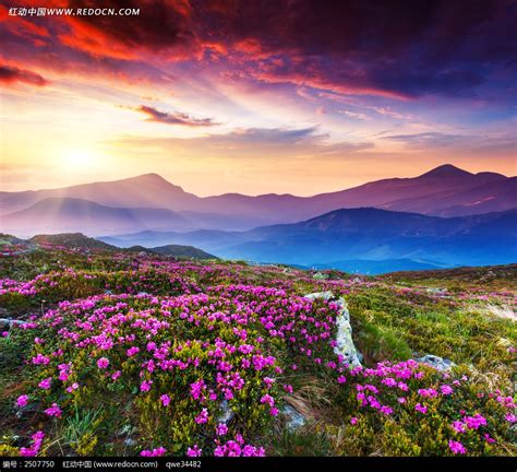 山顶美丽的花海图片免费下载红动网