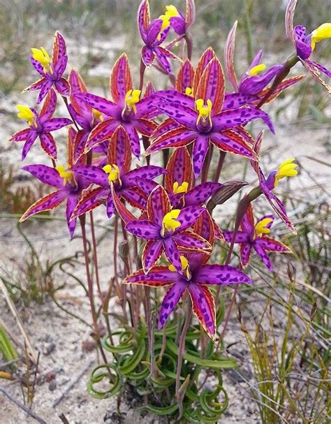 The Eastern Queen Of Sheba Native Orchid Of Western Australia Unusual