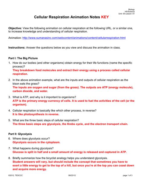 01 cellular respiration animation notes key objective: Cellular Respiration Worksheet Answer Key Pogil | Kids ...