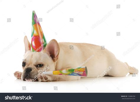 Birthday Dog Grumpy French Bulldog Wearing Birtdhay Hat Blowing On