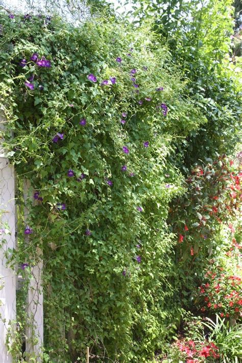 Some will reach great heights while others prefer a large pot to spill out of. FLOWERING VINES FOR ZONE 5, 5 ZONE VINES FLOWERING FOR ...