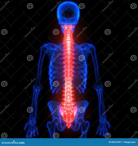 Spinal Cord A Part Of Human Skeleton Anatomy Posterior View Stock