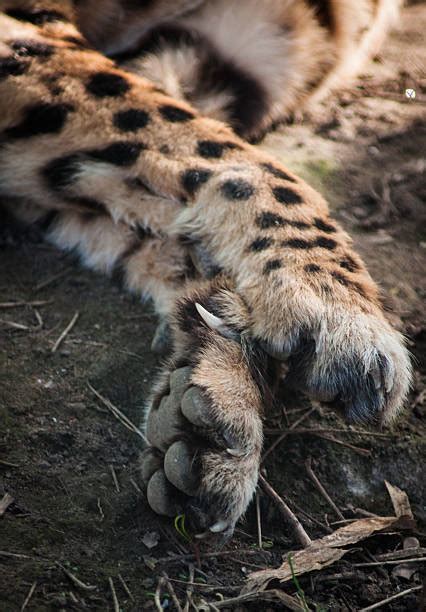 Best Cheetah Paws Stock Photos Pictures And Royalty Free Images Istock