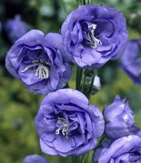 50 Campanula Double Blue Heirloom Canterbury Bells Perennial Flower