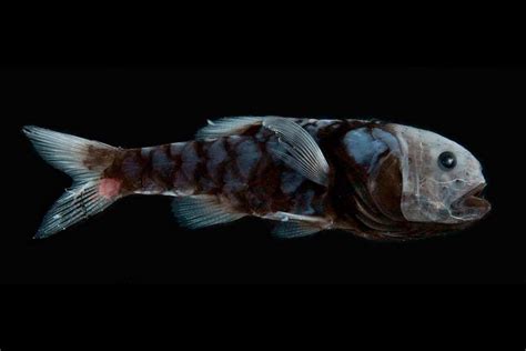 This Is How Deep Sea Ultra Black Fish Disappear Wordlesstech
