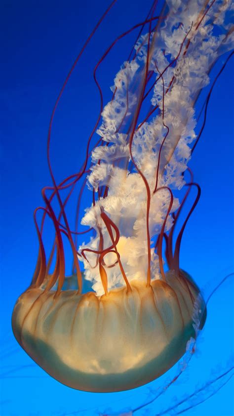 Download Wallpaper 1080x1920 Jellyfish Tentacles Underwater World