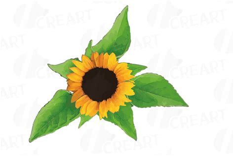 Sunflower Watercolor Clip Art Pack Sunflower Decoration 104140