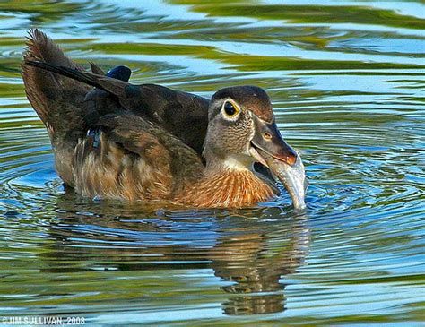 Wood Duck Eating Fish By Jim Sullivan West Terre Haute Wab Flickr