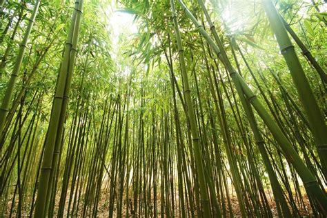 The Awesome Chinese Bamboo Tree Story Growth Takes Patience And