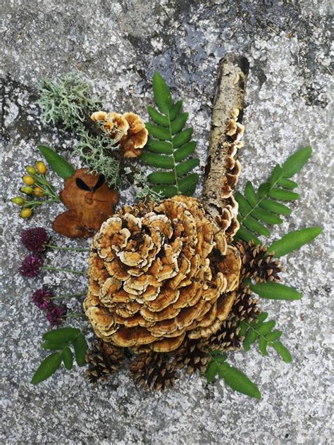 Com bicarbonto de sódio ou alho, confira dicas simples para combater fungos nas plantas. Maria Natura design: Flor de fungo