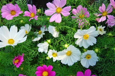 Vrolijke, kleurrijke zomerbloeiers als geranium mogen daarbij niet ontbreken. Eenjarige zomerbloeiers - Halve parasol