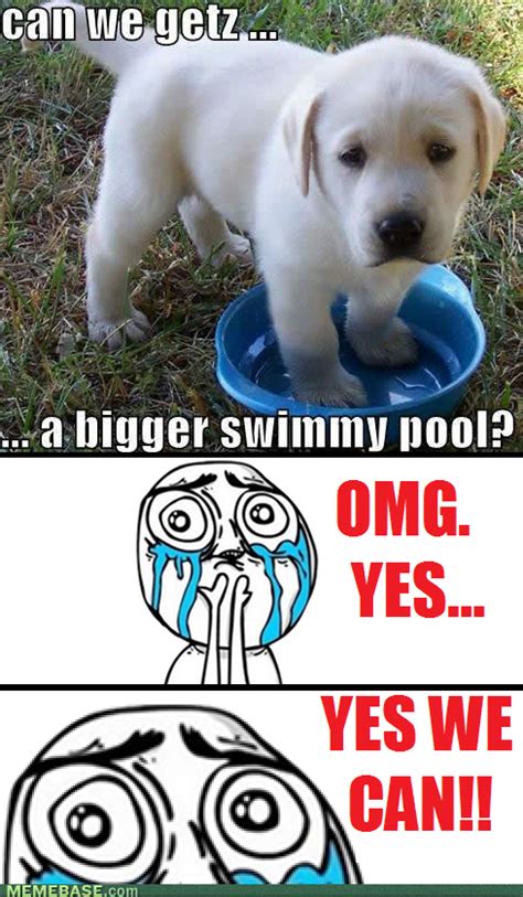 Check out these funny videos of funny dogs swimming in the air. LOL dog funny haha meme pablosharp •