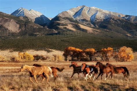 A Group Of Horses Running In A Meadow In Fall With A Mountain Backdrop