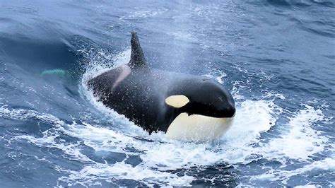 Killer Whale Australian Antarctic Program