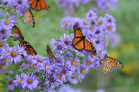 Garden Flowers For Butterflies Monarch Butterfly Plants That