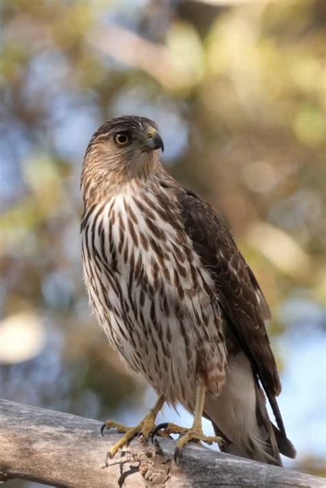 Merlins Are Only Small Falcons In Michigan Video Wild Birds Pet
