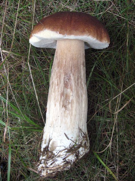 King Bolete Edible Mushrooms Stuffed Mushrooms Edible Mushrooms Boletus Edulis