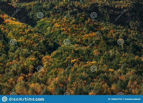 Colorful Autumn Forest Horizontal View Mountain Forest In Autumn