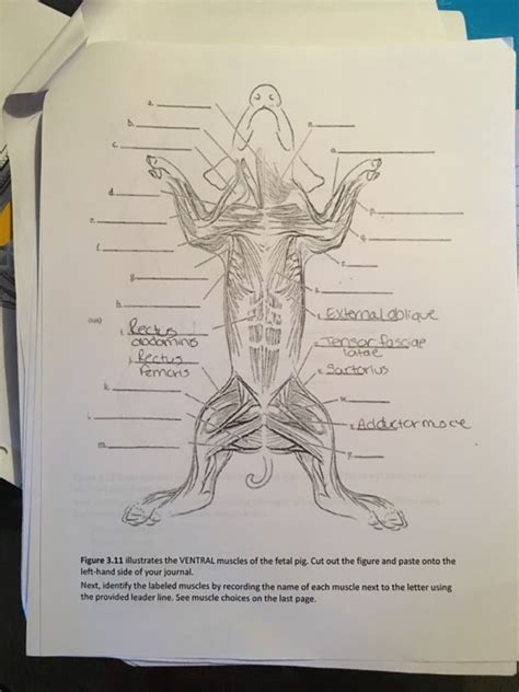 Fetal Pig Muscle Diagram General Wiring Diagram