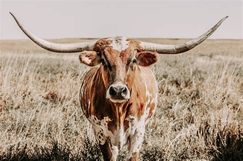 Longhorn Cow Print Or Longhorn Canvas Print Western Home Etsy Cow Wall Art Cow Pictures