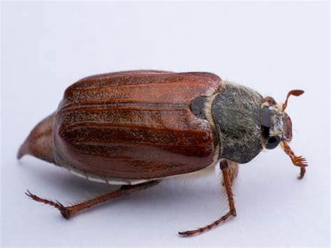 June Beetle Control How To Get Rid Of June Bugs