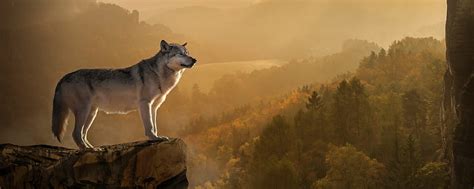 1920x1080px 1080p Free Download Wolf Standing On Edge Dual Monitor
