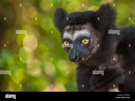 Indri The Largest Lemur Of Madagascar Stock Photo Alamy