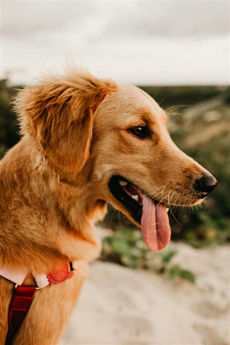 500 Golden Retriever Pictures Hd Download Free Images On Unsplash