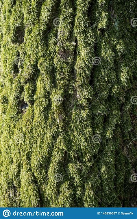 Poplar Tree Bark Covered With Moss Or Rhytidome Texture Detail Stock