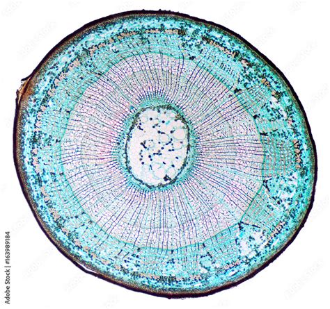 Stockfoto Basswood Stem Cross Section Light Microscope Slide With Microsection Of A Three Years