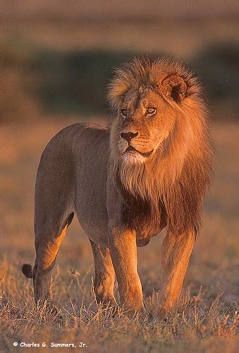 Beautiful Dangerous Wild Animals Pets Of Africa Beautiful