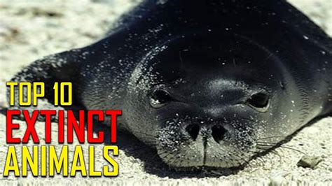 Top 10 Animals That Have Become Extinct Youtube