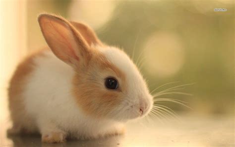 Cute Bunny Wallpapers Wallpaper Cave