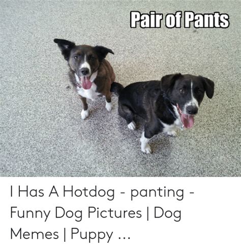 Pair Of Pants I Has A Hotdog Panting Funny Dog Pictures Dog Memes