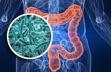 The Development Of The Gut Microbiome Thryve Medium