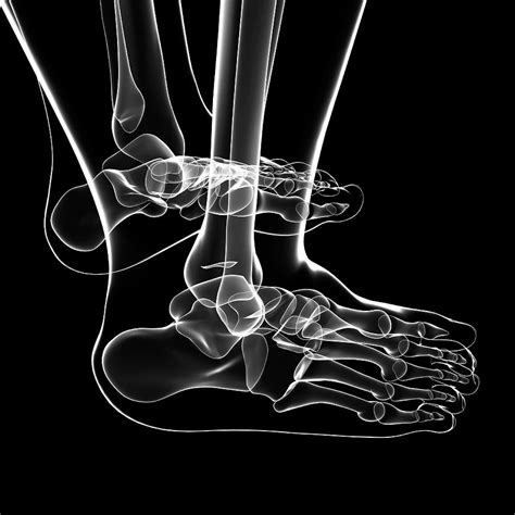 Human Foot Bones 26 Photograph By Pixologicstudioscience Photo