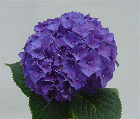 rodeo paars flora and fauna hydrangeas rodeo purple flowers plants color colour plant