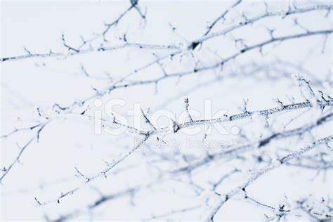 Snow Crystals Stock Photo Royalty Free Freeimages