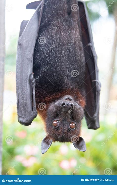 A Flying Fox Hangs Upside Down With Its Wings Folded Stock Photo