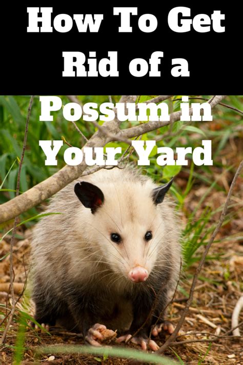 How To Get Rid Of A Possum In Your Yard With Images Possum