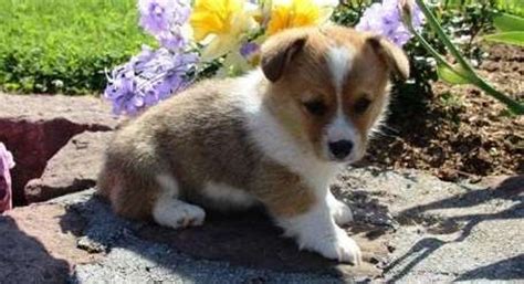 He's sadly for sale due to family break up. successful Pembroke Welsh Corgi puppies FOR SALE ADOPTION ...