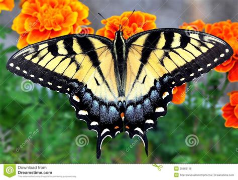 Tiger Swallowtail Butterfly Orientale Fotografia Stock Immagine Di