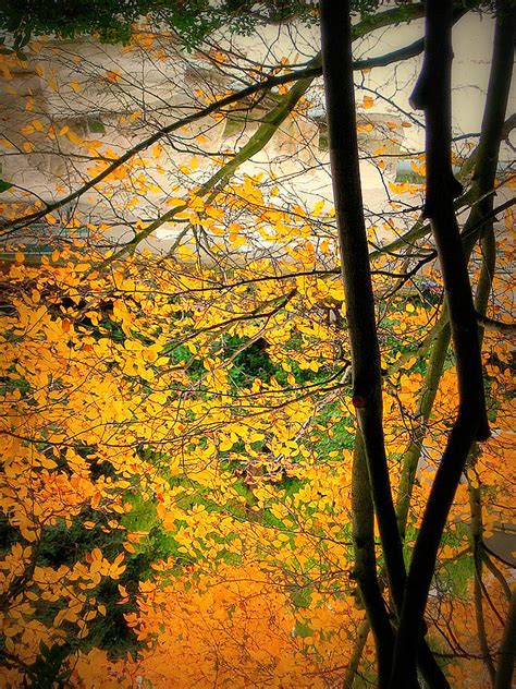 Fall Photograph By Maro Kentros Fine Art America