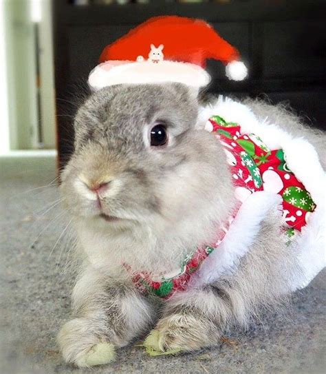 Who Said Animals Cant Celebrate Christmas Cute Baby Bunnies Pet