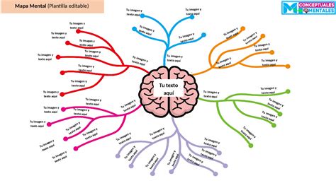 Plantilla Cerebro Mapas Mentales Esquemas Y Mapas Conceptuales De
