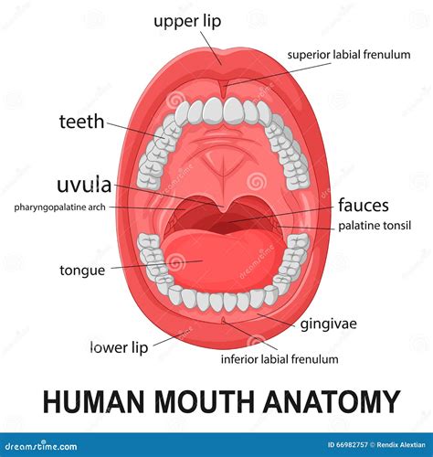 Anatomy Of Human Mouth Porn Hub Sex