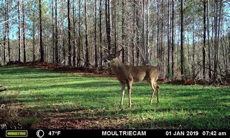 How To Age A Whitetail Deer On Sight Moultrie Feeders