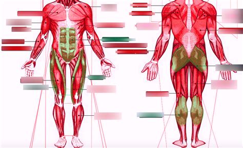 Left Side Of Body Anatomy